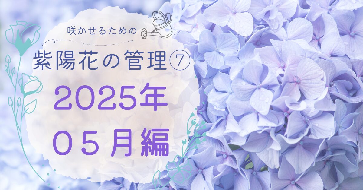 紫陽花を咲かせるための管理日誌2025年５月のアイキャッチ