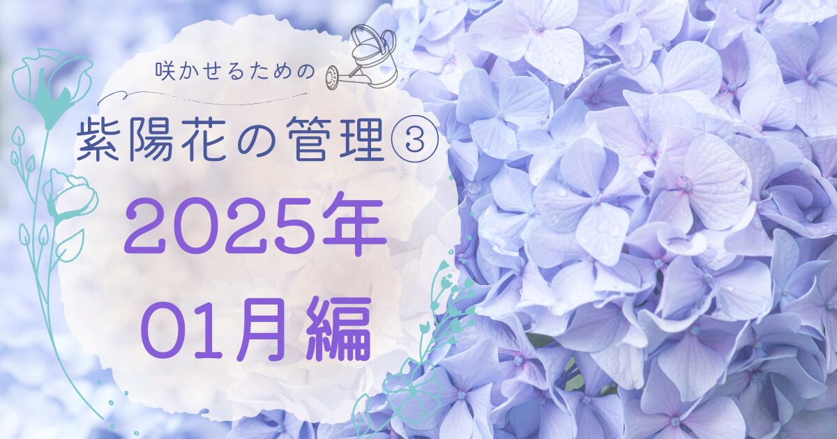 紫陽花の管理2025年１月のアイキャッチ