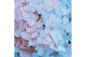 幻想的な紫陽花の画像